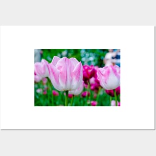 Pink tulips closeup Posters and Art